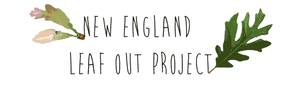 New England Leaf Out Project Logo